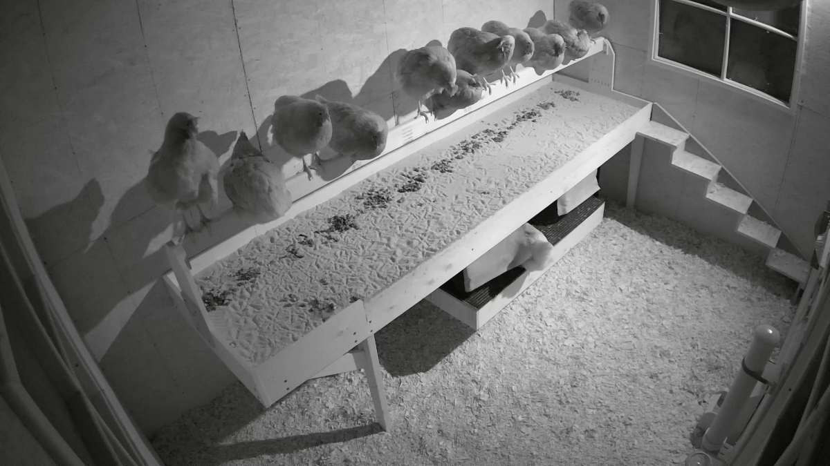 images/poop-tray-05.jpg